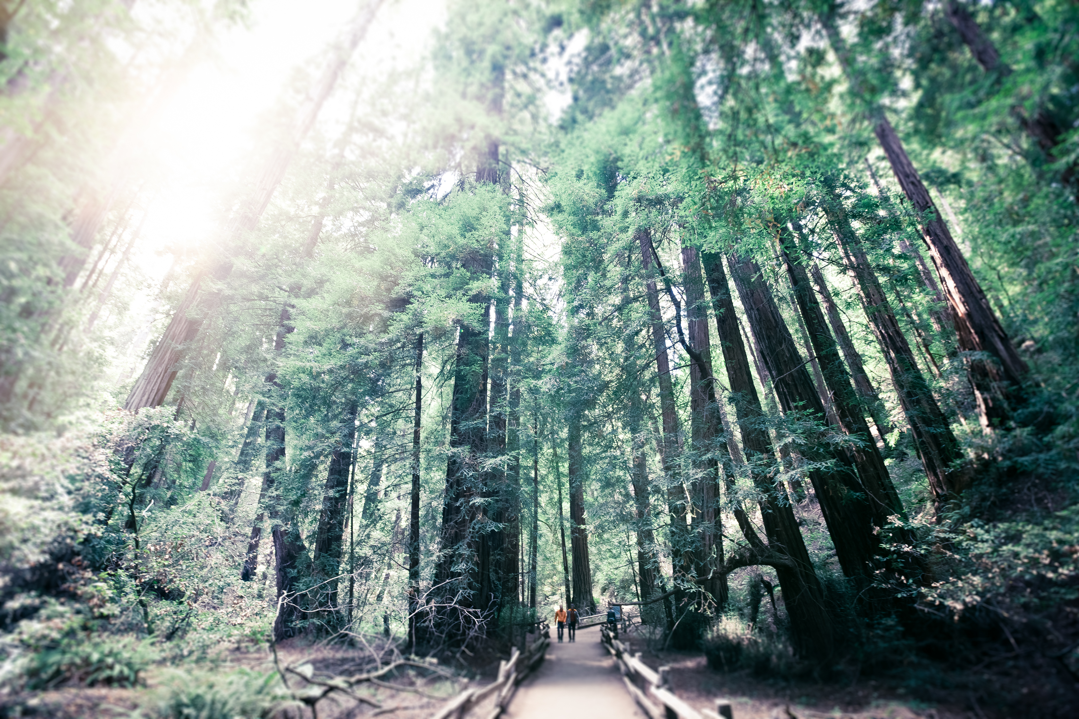 On Gratitude: All Is a Miracle
